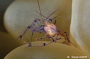 Arthropodes